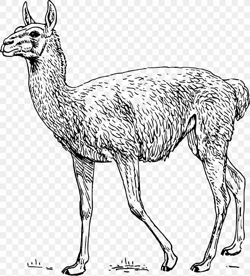 Guanaco Llama Drawing Clip Art, PNG, 2178x2400px, Guanaco, Animal Figure, Black And White, Camel Like Mammal, Deer Download Free