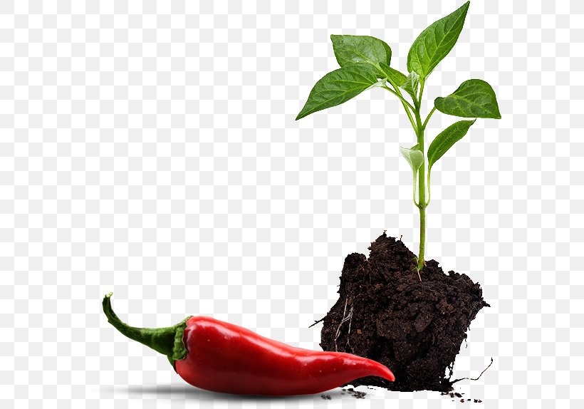 Paprika Bell Pepper Chili Pepper Vegetable Seedling, PNG, 591x574px, Paprika, Bell Pepper, Bell Peppers And Chili Peppers, Bird S Eye Chili, Capsicum Download Free