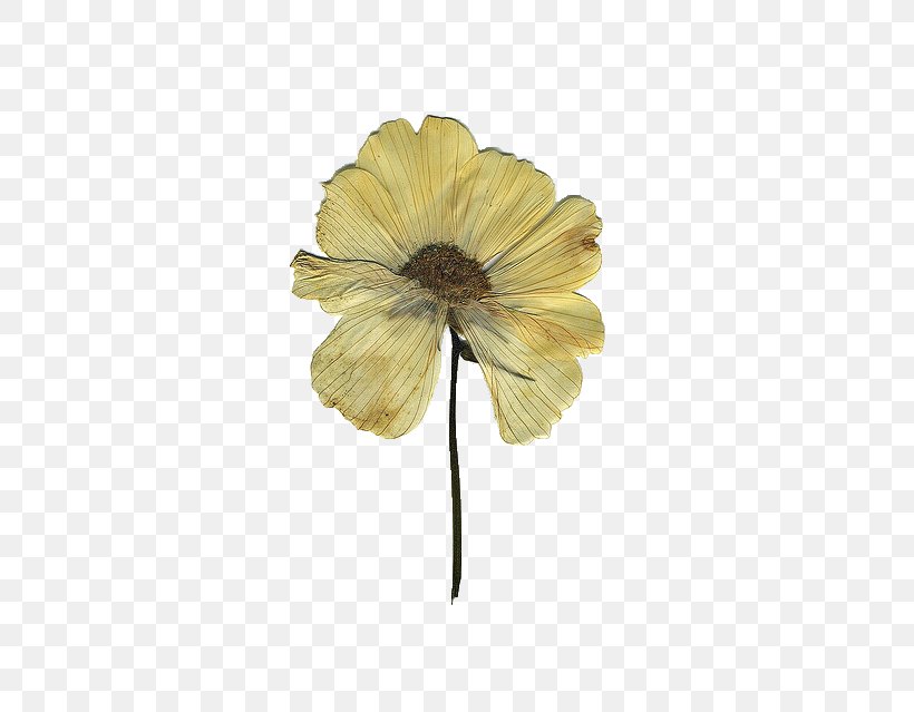 Pressed Flower Craft Floral Design Drawing, PNG, 409x639px, Pressed Flower Craft, Art, Bookmark, Craft, Cut Flowers Download Free