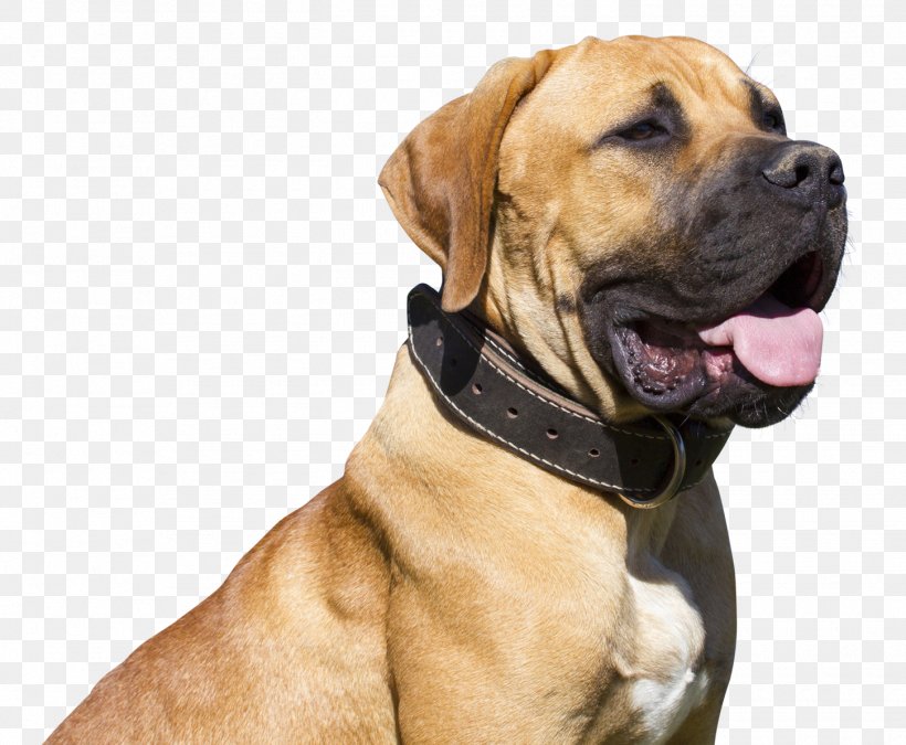 Boerboel Tosa Bullmastiff Bulldog Golden Retriever, PNG, 1450x1195px, Boerboel, Animal, Black Mouth Cur, Breed, Bulldog Download Free