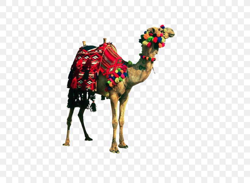 Dromedary PhotoScape GIMP, PNG, 800x600px, Dromedary, Animal, Arabian Camel, Blog, Camel Download Free