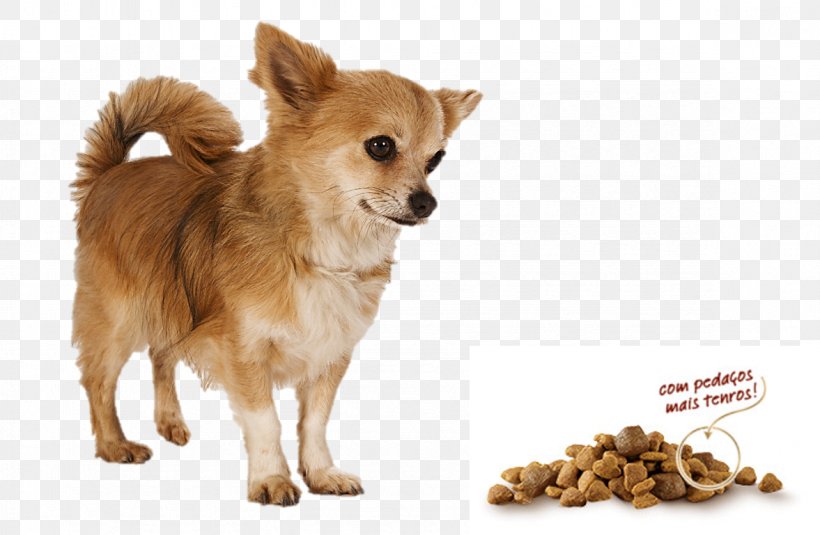 Chihuahua Pomeranian Puppy Dog Breed Companion Dog, PNG, 1177x769px, Chihuahua, Breed, Carnivoran, Companion Dog, Dog Download Free
