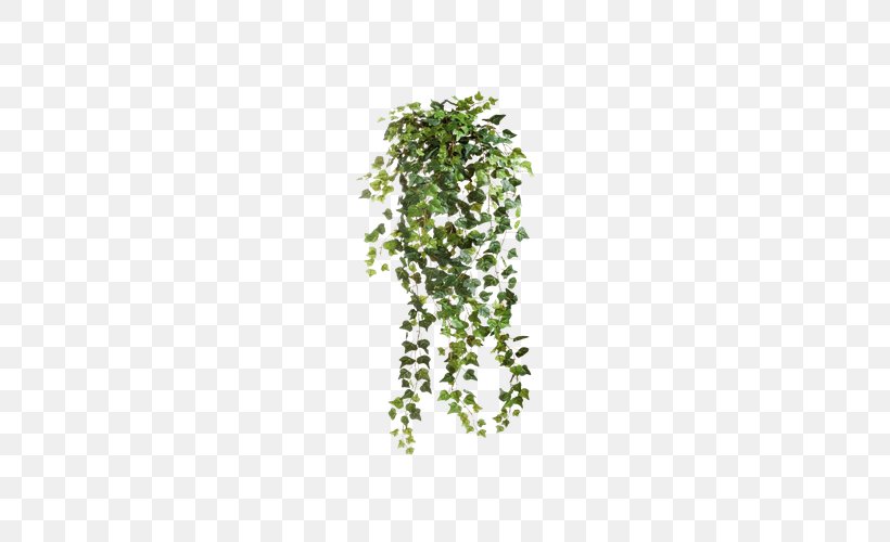 Common Ivy Vine Clip Art, PNG, 600x500px, Common Ivy, Grass, Green, Ivy, Leaf Download Free