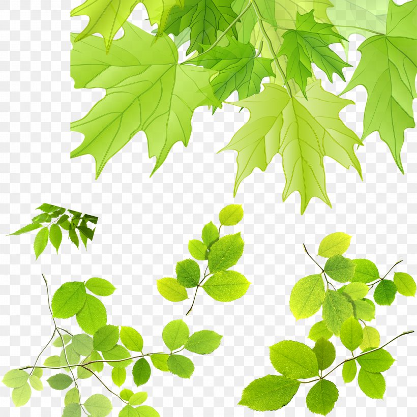 Maple Leaf, PNG, 2953x2953px, Leaf, Advertising, Branch, Gratis, Green Download Free