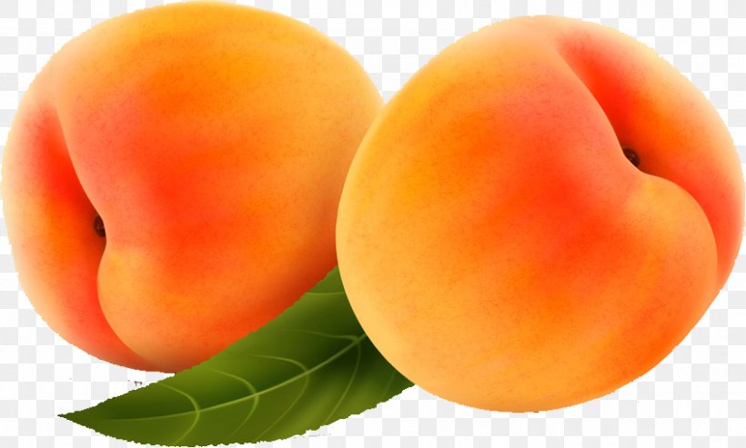 Apricot Peach Computer File, PNG, 846x509px, Apricot, Auglis, Computer Graphics, Diet Food, Dried Apricot Download Free