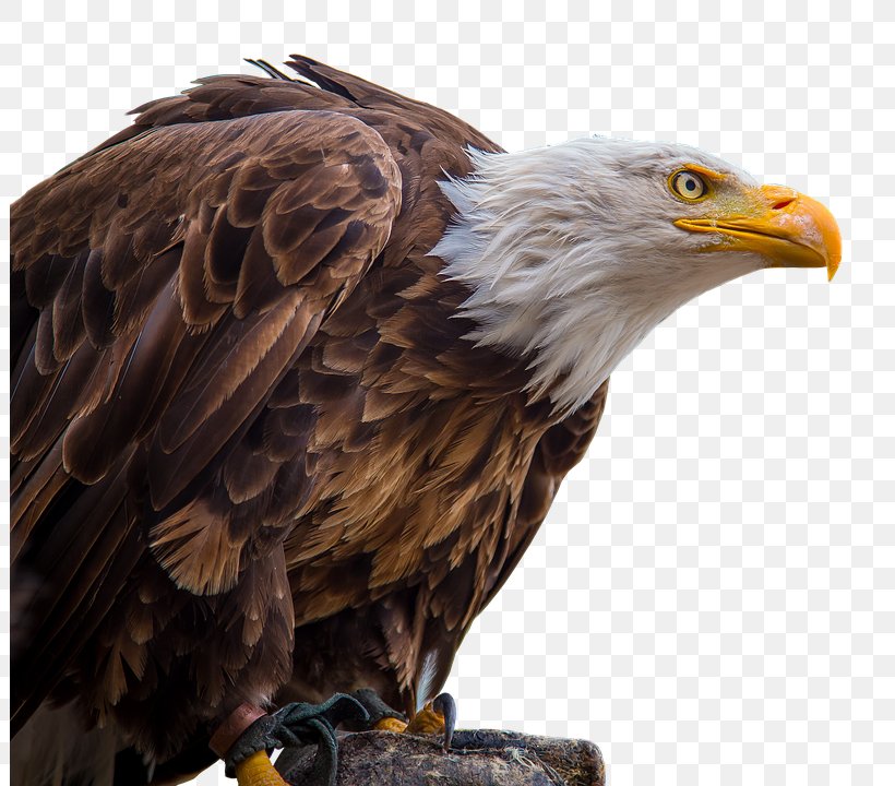 Bald Eagle Bird Of Prey White-tailed Eagle, PNG, 802x720px, Bald Eagle, Accipitriformes, African Hawkeagle, All About Birds, Beak Download Free