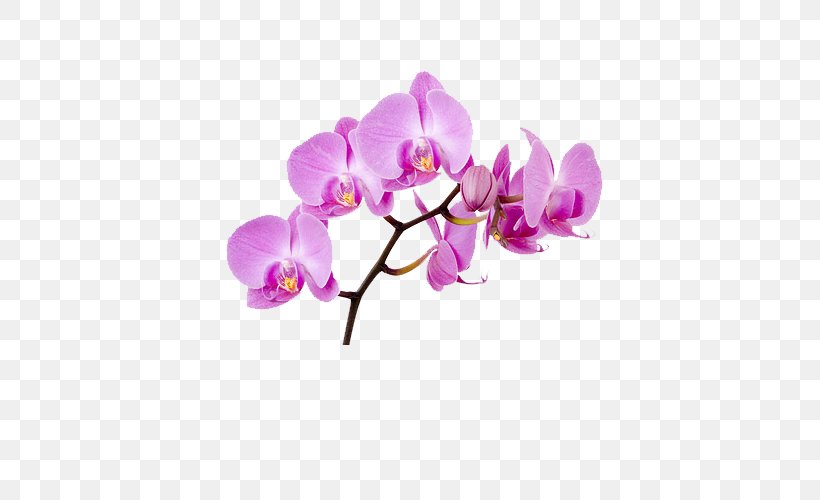 Moth Orchids Flower Clip Art, PNG, 500x500px, Orchids, Artificial Flower, Blossom, Branch, Cut Flowers Download Free