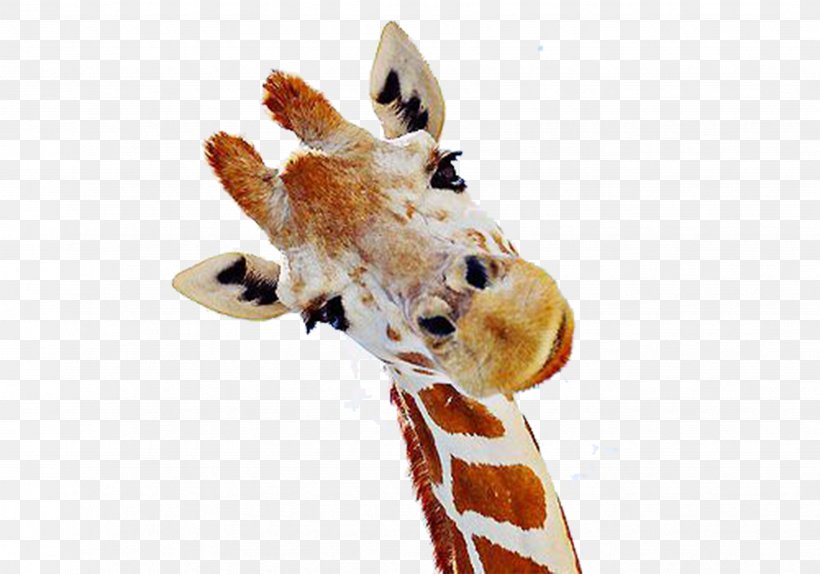 Northern Giraffe Mammal Neck We Heart It, PNG, 3472x2431px, Northern Giraffe, Animal, Cervical Vertebrae, Giraffe, Giraffidae Download Free