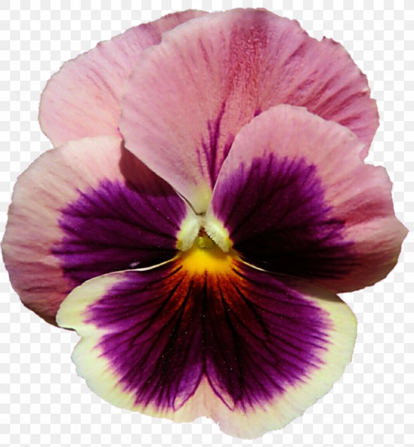 Pansy Purple Violet Flower Lilac, PNG, 859x929px, Pansy, Flower, Flowering Plant, Lilac, Magenta Download Free