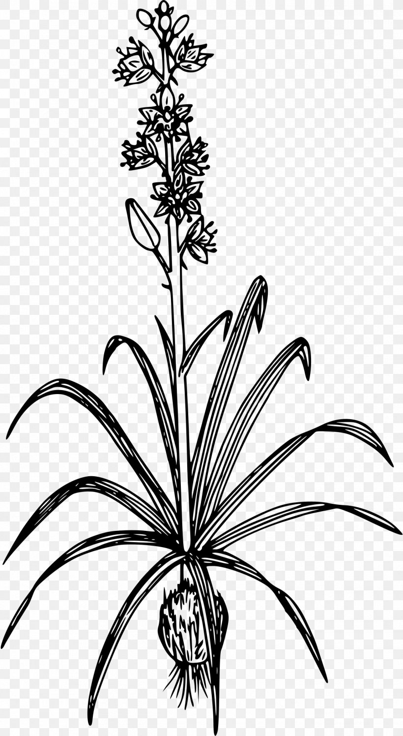 Plant Camassia Quamash Drawing Line Art Clip Art, PNG, 1315x2400px, Plant, Art, Black And White, Botanical Illustration, Branch Download Free