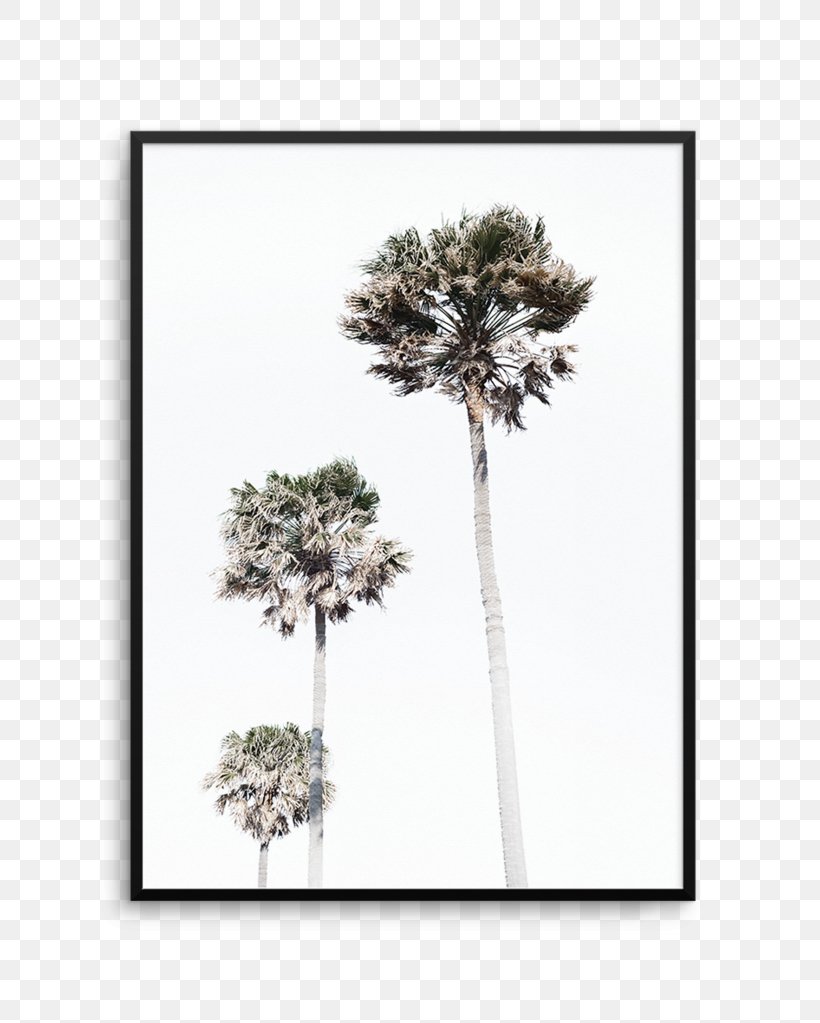 Asian Palmyra Palm Palm Trees Houseplant Fiddle-leaf Fig, PNG, 812x1023px, Asian Palmyra Palm, Arecales, Art, Borassus, Borassus Flabellifer Download Free