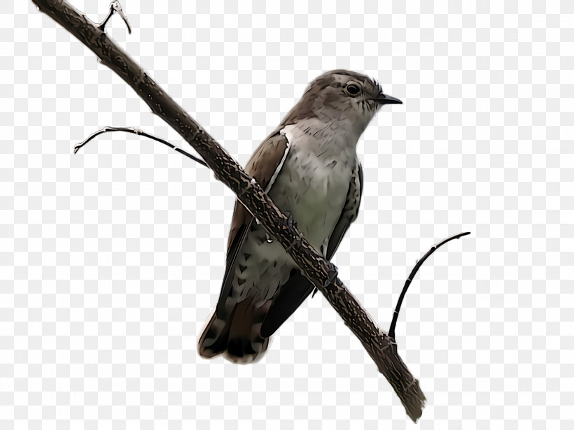 Hummingbird, PNG, 2308x1732px, Bird, Beak, Cuckoo, Cuculiformes, Hummingbird Download Free