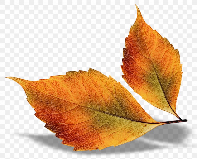 Autumn Leaf Drawing, PNG, 1971x1600px, Autumn Leaf Color, Autumn, Beech, Black Maple, Deciduous Download Free