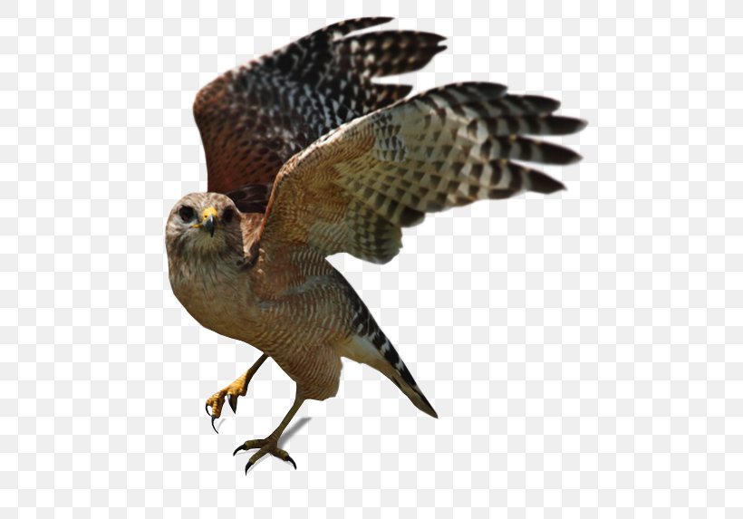 Central Valley Central California Bird Of Prey Hawk, PNG, 500x573px, Central Valley, Accipitriformes, Beak, Bird, Bird Conservation Download Free