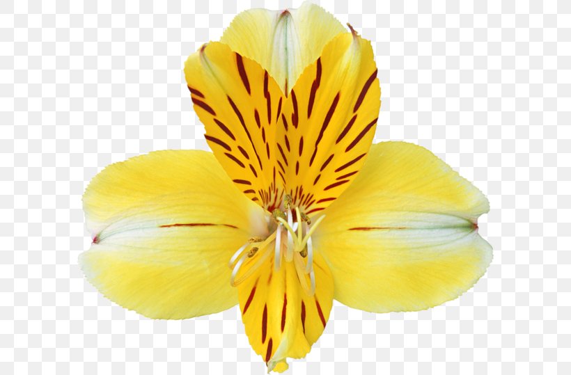 Cypripedium Parviflorum Yellow Flower Clip Art, PNG, 600x539px, Cypripedium Parviflorum, Alstroemeriaceae, Blue, Botanical Illustration, Cypripedium Download Free