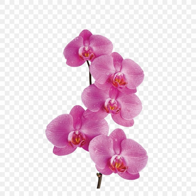 Moth Orchids Flower Clip Art, PNG, 3600x3600px, Orchids, Cut Flowers, Family, Flower, Flowering Plant Download Free