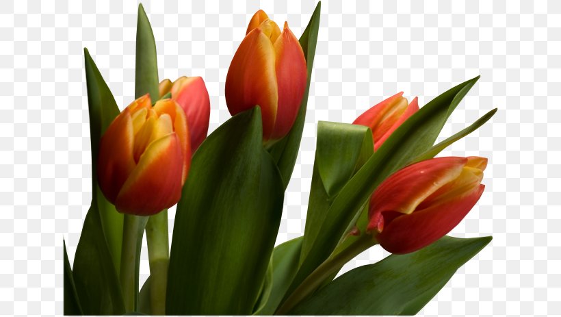 Tulip Cut Flowers Plant Stem Petal, PNG, 638x463px, 22 March, 2017, Tulip, Bud, Cut Flowers Download Free