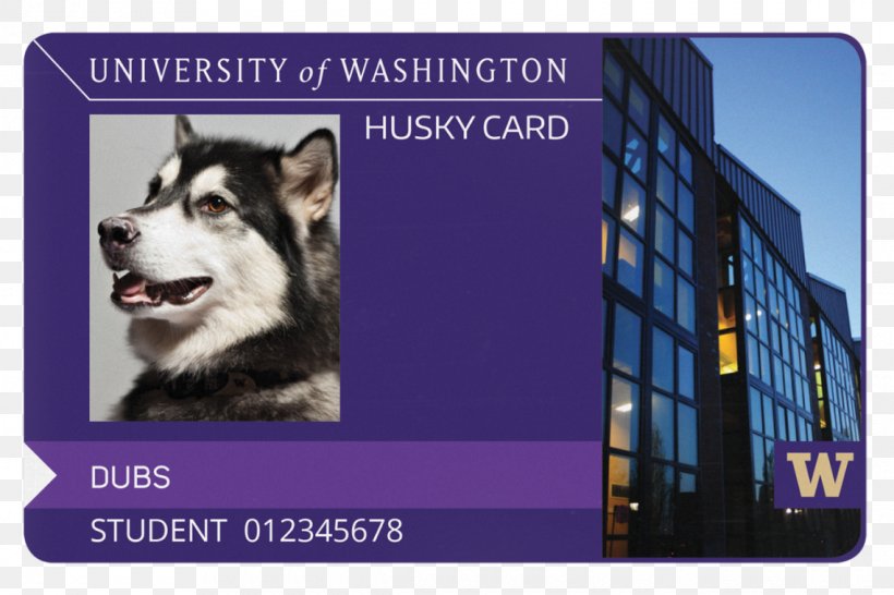 University Of Washington Tacoma University Of Washington Bothell Siberian Husky Washington Huskies Football, PNG, 1140x760px, University Of Washington Tacoma, Advertising, Alaskan Husky, Alaskan Malamute, Brand Download Free