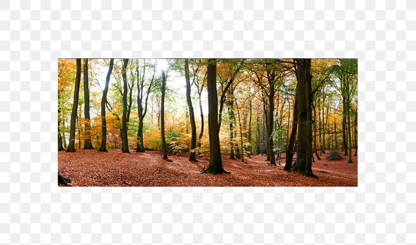 Autumn Photography Royalty-free, PNG, 591x483px, Autumn, Biome, Deciduous, Ecosystem, Forest Download Free