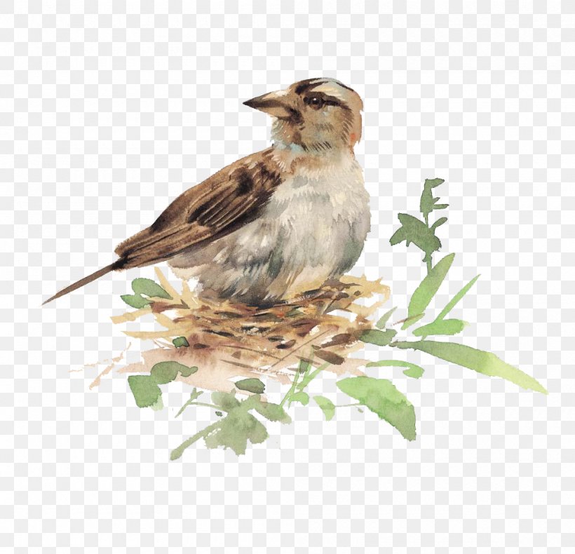 Bird Watercolor Painting Illustration, PNG, 1000x964px, Bird, Art, Beak, Birdandflower Painting, Branch Download Free