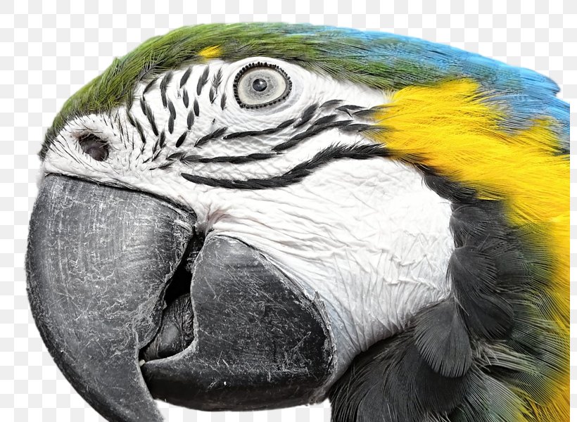 Blue-and-yellow Macaw Bird Feather True Parrot, PNG, 800x600px, Macaw, Beak, Bird, Blueandyellow Macaw, Color Download Free