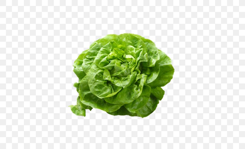 Butterhead Lettuce Romaine Lettuce Salad Vegetable, PNG, 500x500px, Butterhead Lettuce, Butter, Carrot, Chard, Cruciferous Vegetables Download Free
