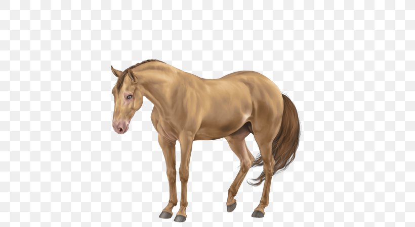 Mare Foal Stallion Akhal-Teke Thoroughbred, PNG, 600x450px, Mare, Akhalteke, Animal Figure, Breed, Bridle Download Free