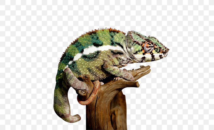 Reptile Lizard Common Iguanas Chameleons Turtle, PNG, 500x500px, Reptile, Agamidae, Animal, Chameleon, Chameleons Download Free