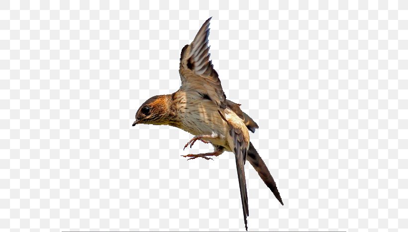 Swallow Bird Flight Hawk, PNG, 572x467px, Swallow, Barn Swallow, Beak, Bird, Bird Of Prey Download Free