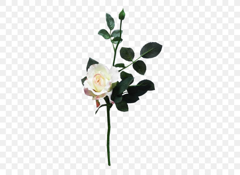 Garden Roses Cut Flowers Floral Design, PNG, 800x600px, Garden Roses, Artificial Flower, Bud, Cut Flowers, Flora Download Free