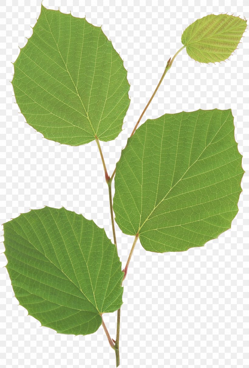 Leaf Seedling Plant Stem Branch, PNG, 1760x2598px, Leaf, Branch, Dots Per Inch, Elm, Elm Family Download Free