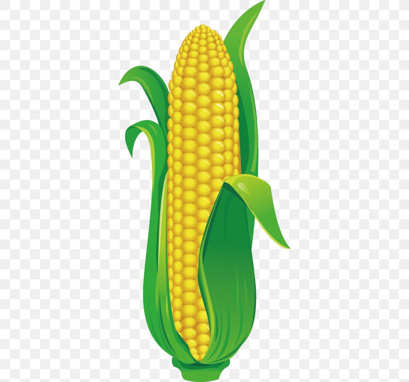 Maize Drawing Illustration, PNG, 345x766px, Maize, Banana, Banana Family, Commodity, Corn On The Cob Download Free