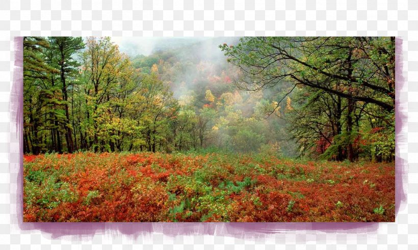 Gatlinburg Kings Gap Road Hiking Trail Woodland, PNG, 1349x808px, Gatlinburg, Autumn, Autumn Leaf Color, Biome, Bog Download Free
