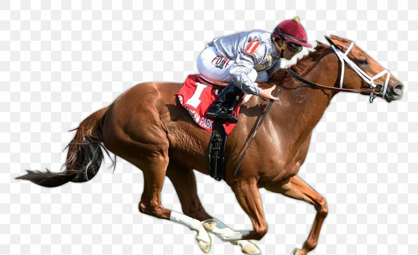 Horse Racing Thoroughbred Stallion Jockey Rein, PNG, 900x550px, Horse Racing, Animal Sports, Bridle, Equestrian, Equestrian Sport Download Free