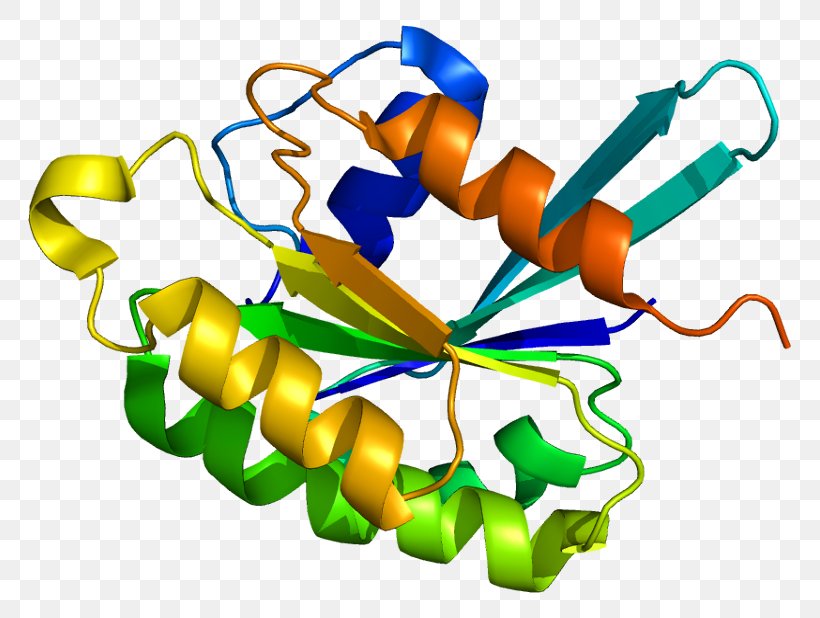 RAB6B RAB6A RAB11B RAB8A, PNG, 813x618px, Rab, Artwork, Gene, Golgi Apparatus, Guanosine Triphosphate Download Free