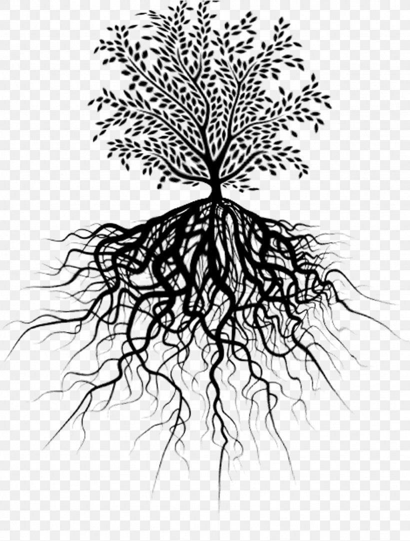 Tree Trunk Drawing, PNG, 1024x1351px, Root, Blackandwhite, Branch, Drawing, Grass Download Free