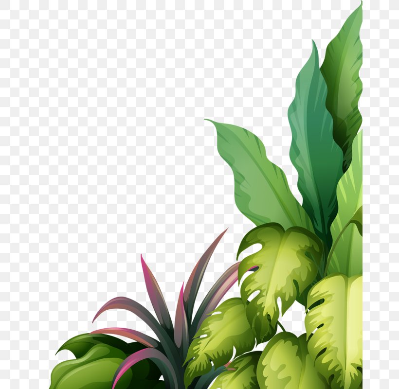 Drawing Clip Art, PNG, 671x800px, Drawing, Art, Bromeliaceae, Cartoon, Flora Download Free