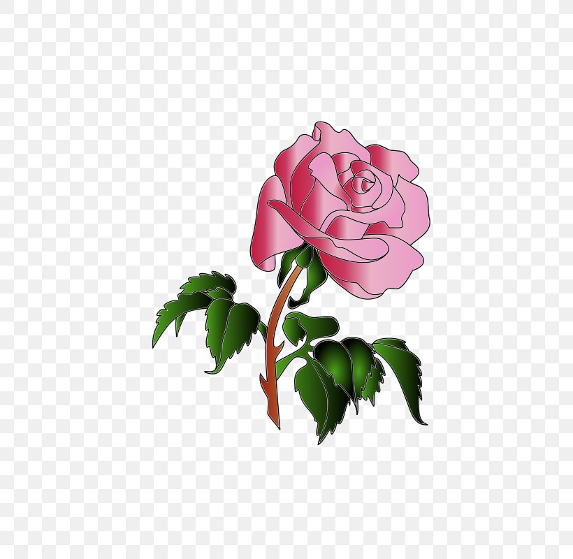 Garden Roses Centifolia Roses Clip Art, PNG, 481x800px, Garden Roses, Art, Centifolia Roses, Color, Cut Flowers Download Free
