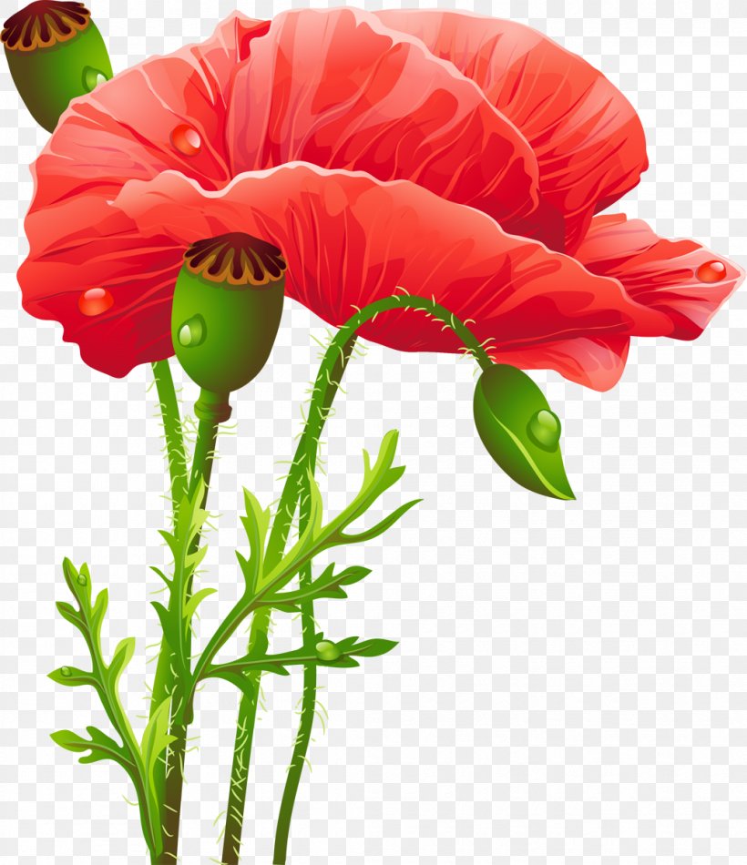 Poppy Flower Clip Art, PNG, 1035x1200px, Poppy, Annual Plant, Common Poppy, Coquelicot, Cut Flowers Download Free