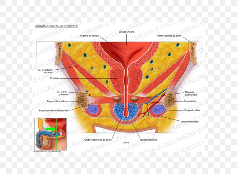 Prostate Urinary Bladder Pelvis Genitourinary System Anatomy, PNG, 600x600px, Watercolor, Cartoon, Flower, Frame, Heart Download Free