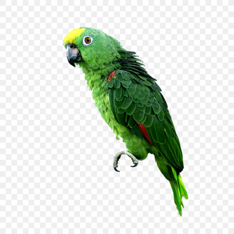 Budgerigar Parrot Computer File, PNG, 1575x1575px, Budgerigar, Beak, Bird, Common Pet Parakeet, Companion Parrot Download Free
