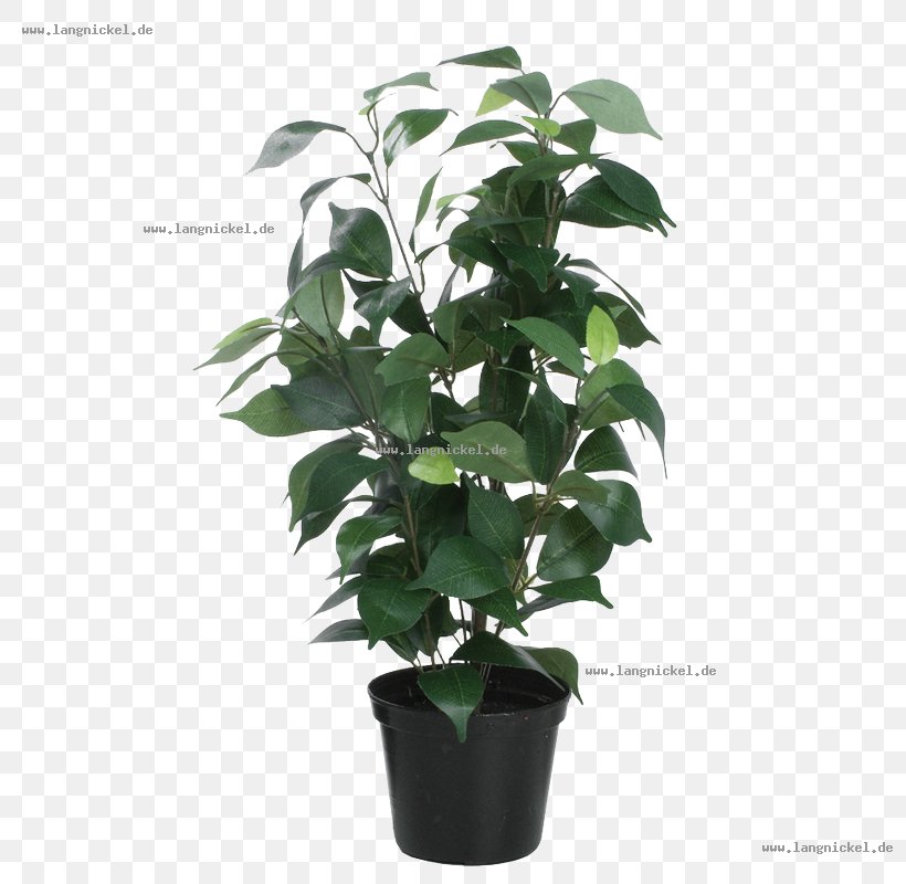 Flowerpot Leaf Houseplant Tree, PNG, 800x800px, Flowerpot, Evergreen, Houseplant, Leaf, Plant Download Free
