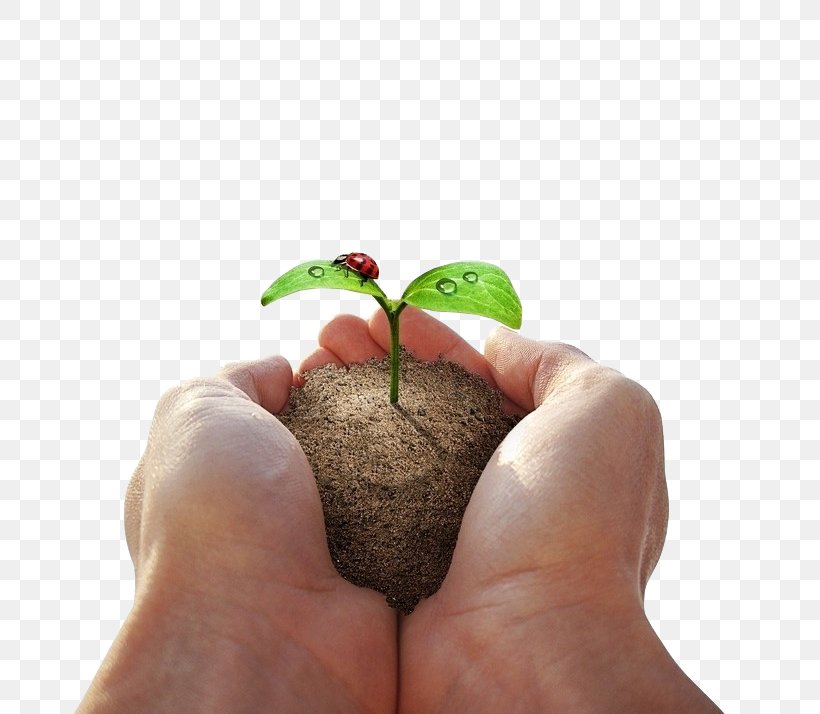 Holding A Ladybug Sapling, PNG, 755x714px, Upper Limb, Advertising, Ecology, Finger, Hand Download Free