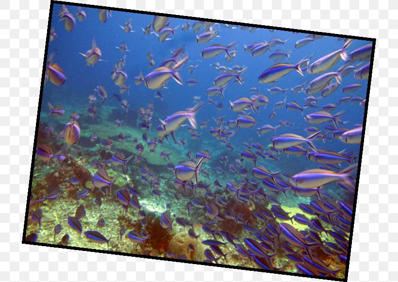 Komodo Sumbawa Tulamben Ecosystem Scuba Diving, PNG, 730x582px, Komodo, Aqua, Aquarium, Coral Reef, Coral Reef Fish Download Free