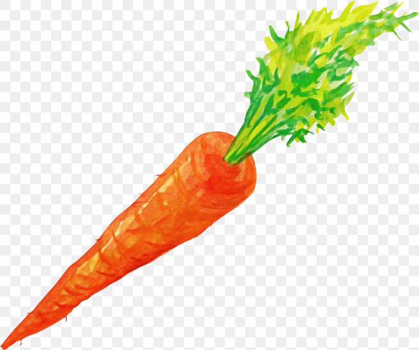 Watercolor Plant, PNG, 2156x1803px, Watercolor Painting, Baby Carrot, Carrot, Drawing, Food Download Free