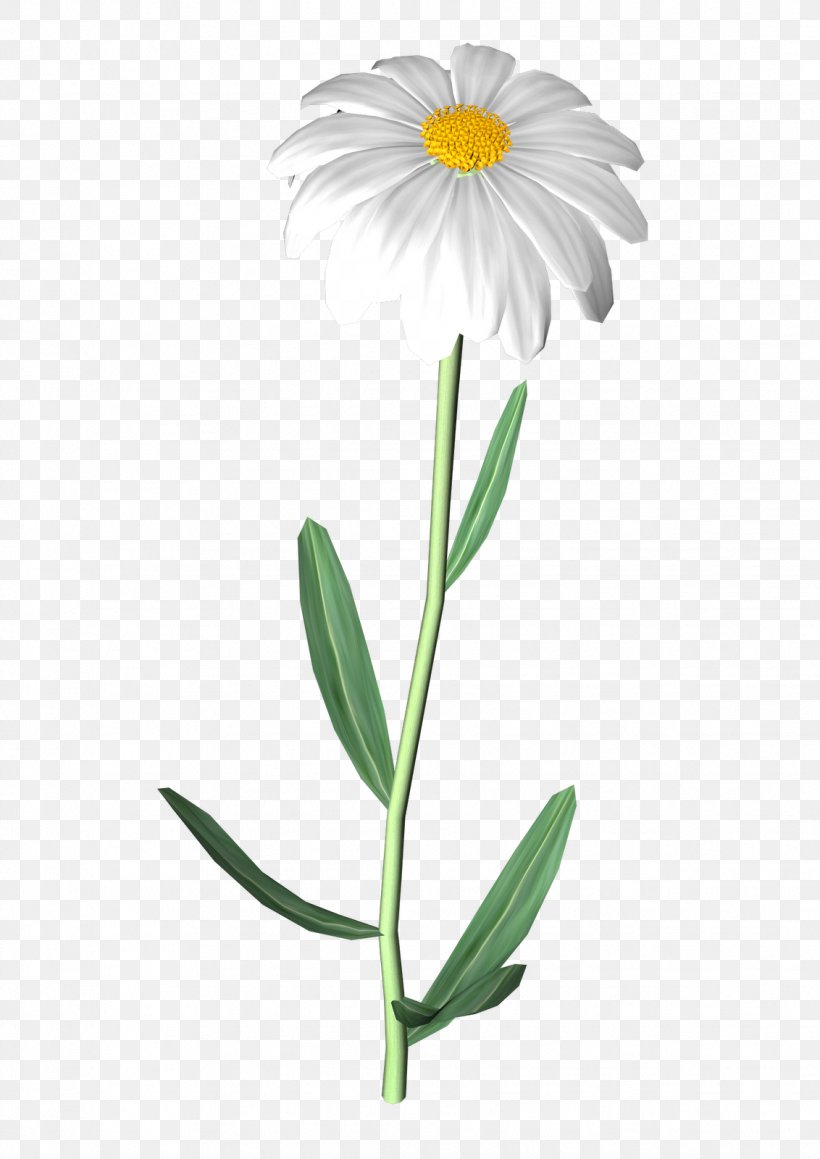 Cut Flowers Oxeye Daisy Daisy Family Common Daisy, PNG, 1132x1600px, Flower, Aster, Common Daisy, Cut Flowers, Daisy Download Free
