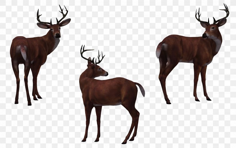 Fallow Deer Horse, PNG, 4760x3000px, Deer, Antler, Drawing, Elk, Fallow Deer Download Free