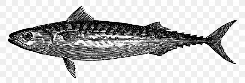 Fish Atlantic Mackerel Drawing, PNG, 1600x547px, Fish, Anchovy, Atlantic Mackerel, Black And White, Bonito Download Free