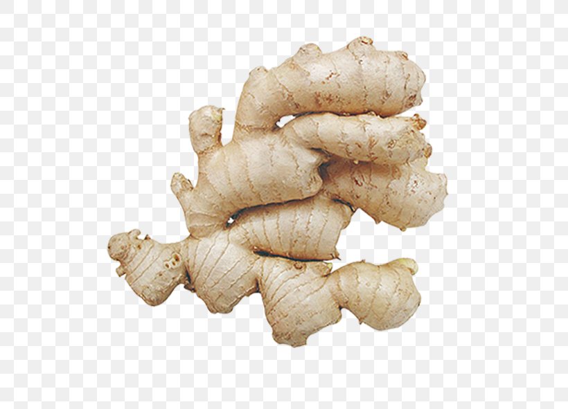 Ginger Root Vegetables, PNG, 591x591px, Ginger, Galangal, Ingredient, Photography, Produce Download Free