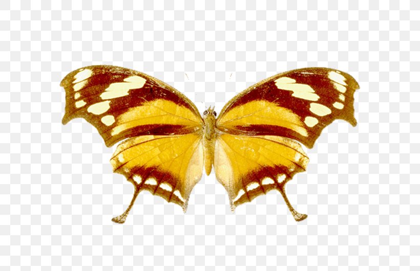 Monarch Butterfly Pieridae Silkworm Brush-footed Butterflies, PNG, 599x530px, Monarch Butterfly, Arthropod, Bombycidae, Brush Footed Butterfly, Brushfooted Butterflies Download Free